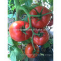 Semillas de tomate híbrido rojo T53 Dabao de madurez media-tardía